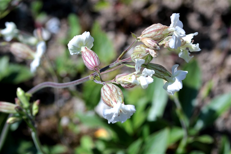 Silene Nutans L. (Caryophyllaceae) 2F