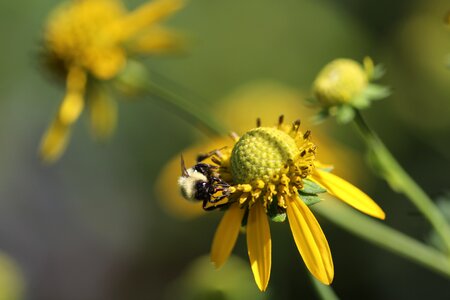 Flora outdoors bumblebee