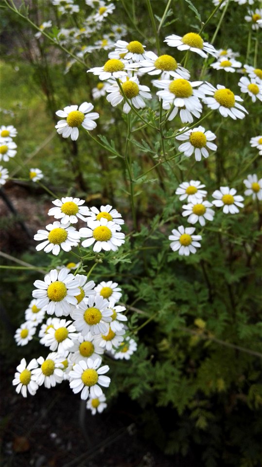 Tanacetum Parthenium Schultz Bip. 2F photo