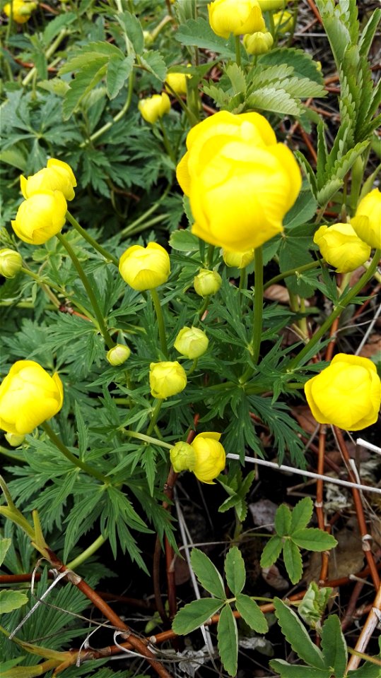 Trollius Europaeus L. (Ranunculaceae) 3F