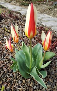 Tulipa Kaufmanniana Regel (Liliaceae) 1F
