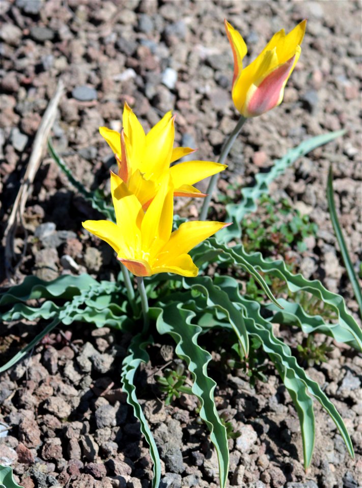 Tulipa Kolpakowskiana Regel (Liliaceae) 1F photo