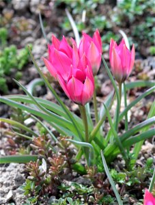 Tulipa Kurdica Wendelbo (Liliaceae) 1F photo