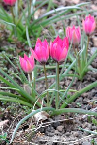 Tulipa Kurdica Wendelbo (Liliaceae) 2F photo