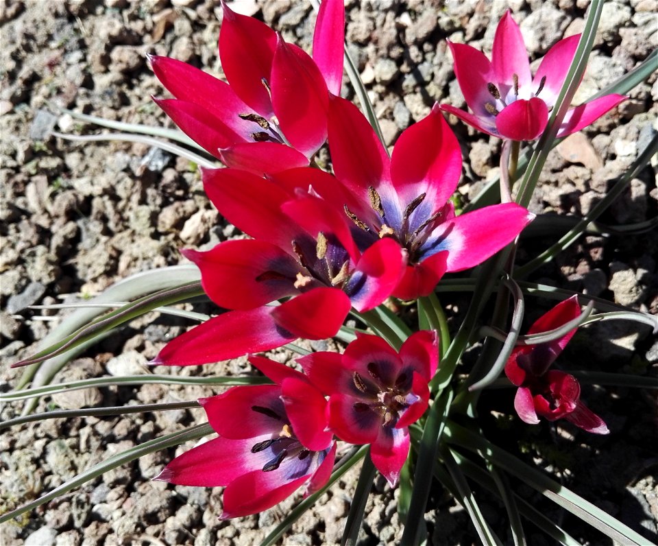Tulipa Humilis Herbert (Liliaceae) 1F
