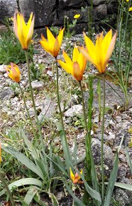 Tulipa Sylvestris (T. Australis Link) (Liliaceae) 1F photo