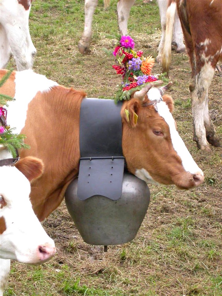Vache Avec Sa Cloche