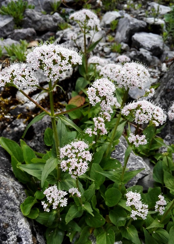 Valeriana Montana L. (Caprifoliaceae) 1F