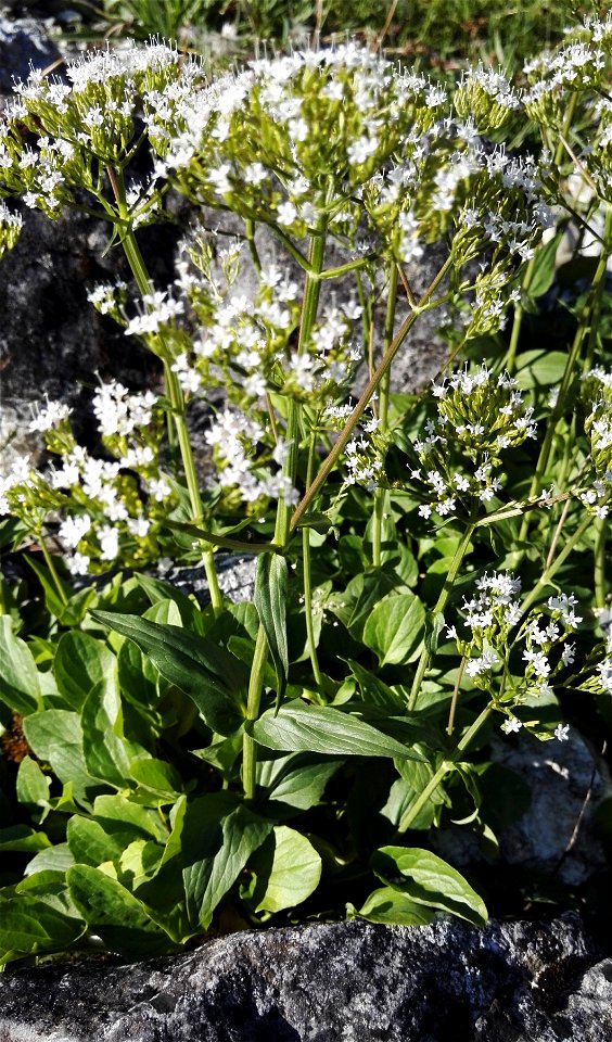 Valeriana Montana L. (Caprifoliaceae) 4F