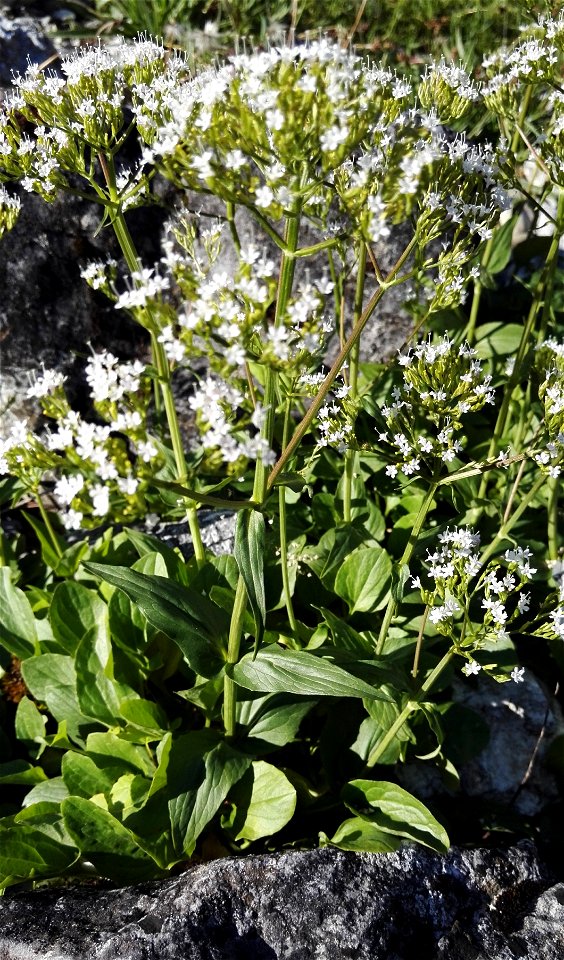 Valeriana Montana L. (Caprifoliaceae) 4F photo