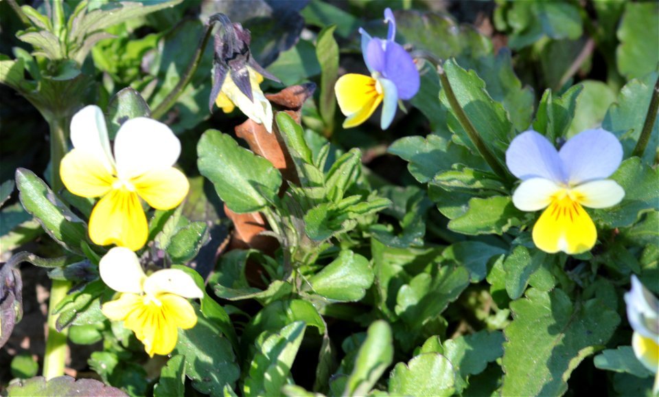 Viola Tricolor (Violaceae) 1F photo