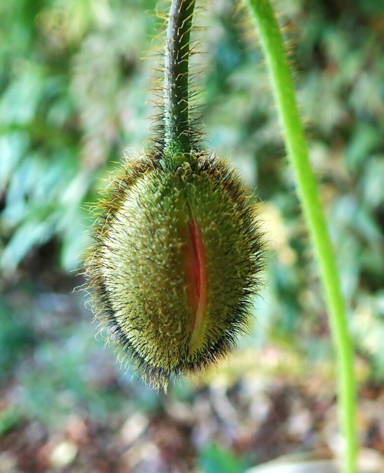 Plant hairy nature spring