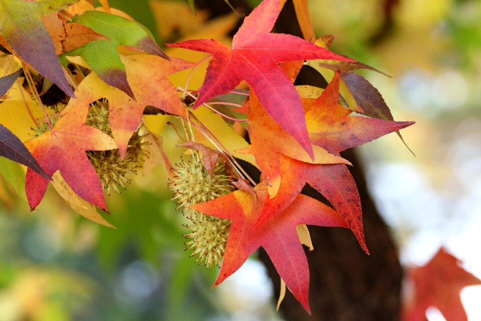 Branch tree autumn
