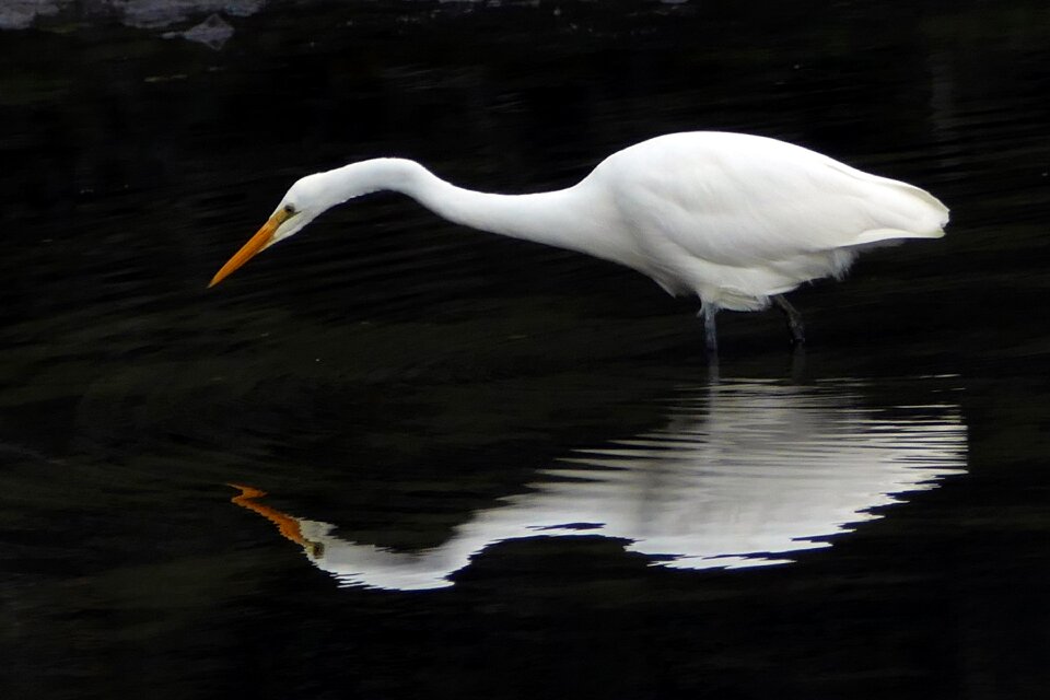 Feeding eating water photo