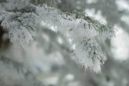 Cold ice nature photo