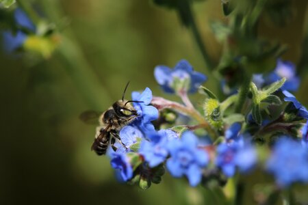 Flora bee native photo