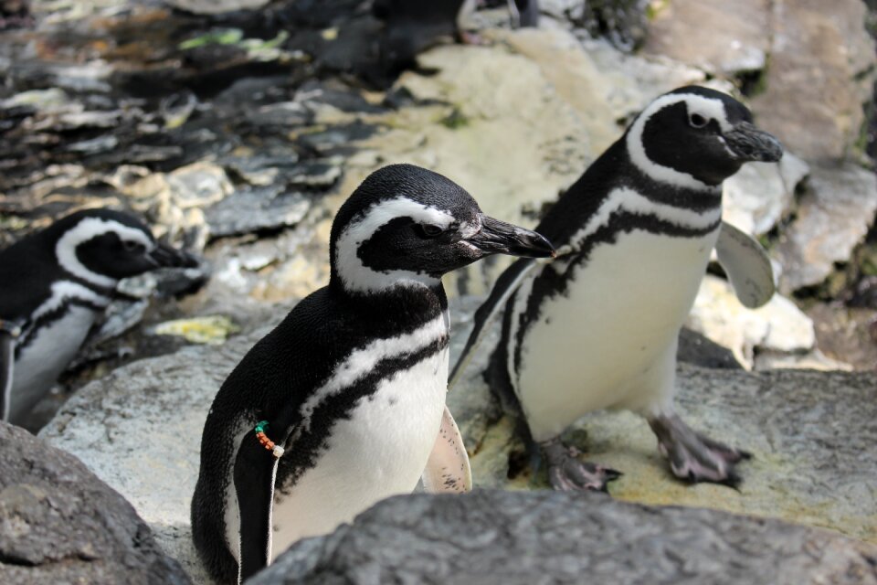 The antarctic penguins nature photo