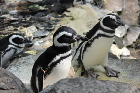 The antarctic penguins nature
