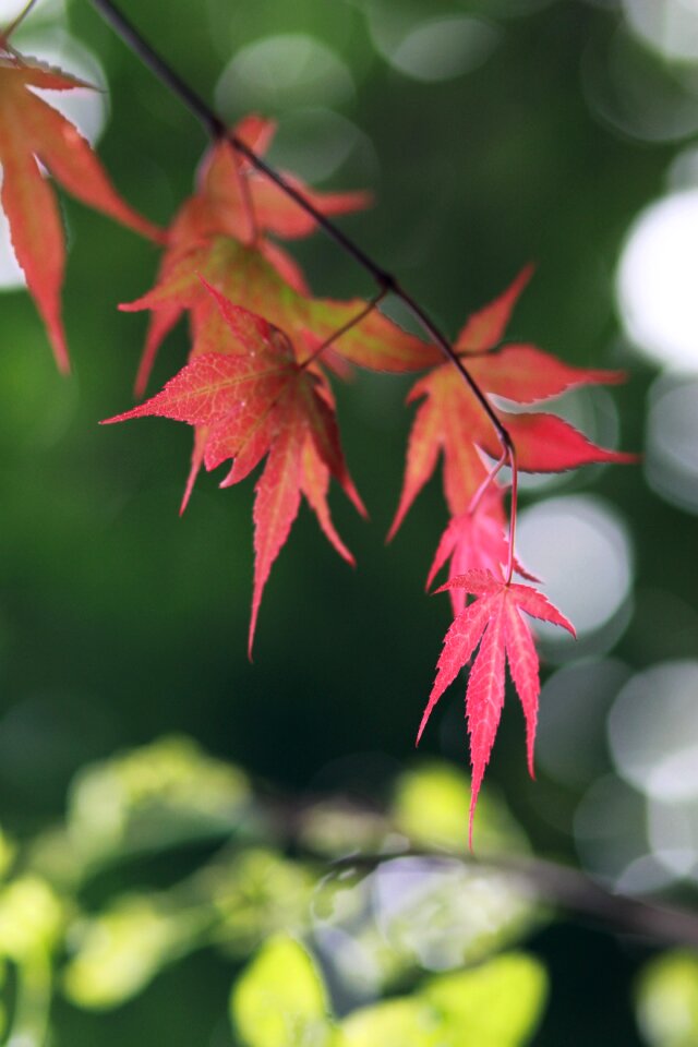 Some people don't leaf flowers