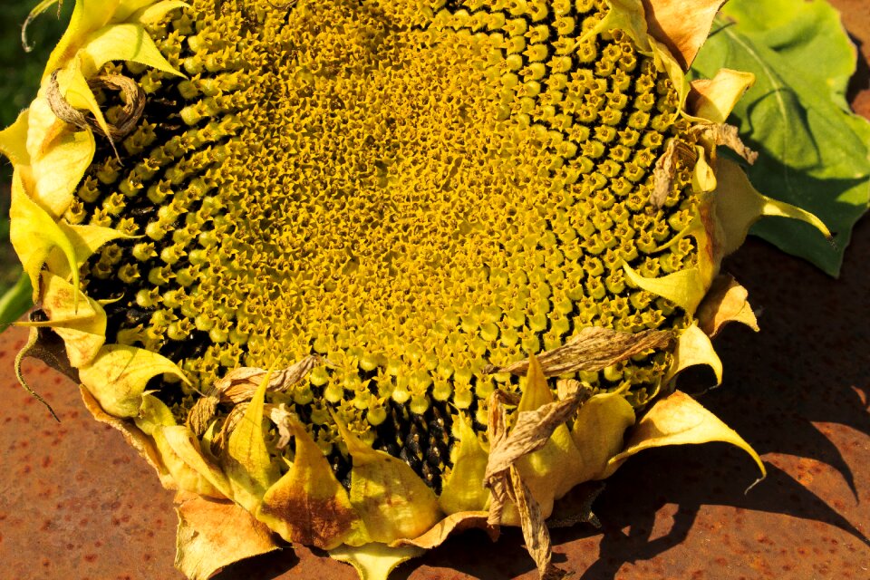Infructescence cores ripe
