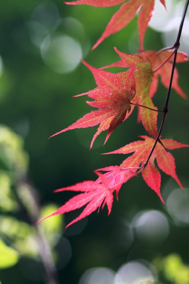 Some people don't leaf flowers