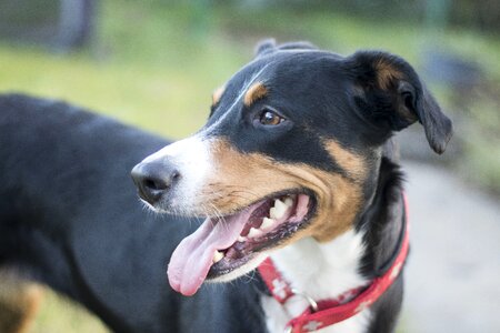 Sennenhund schweizer hund hund photo