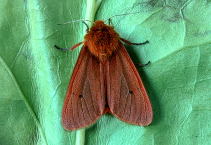 Insect lepidoptera wing