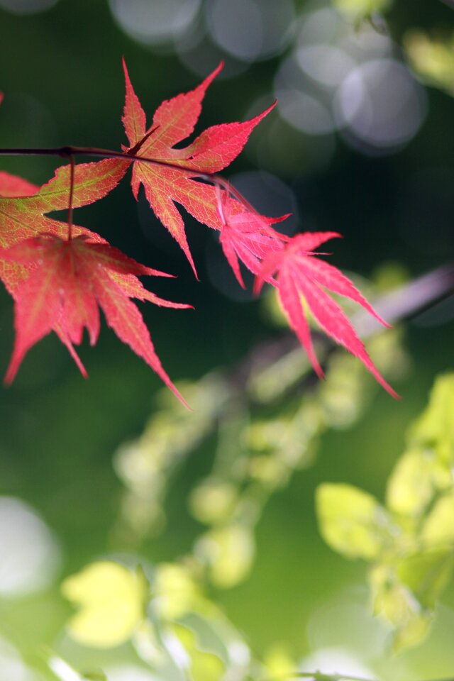 Some people don't leaf flowers