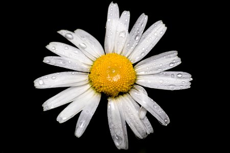 Nature Flowers