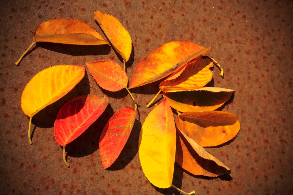 Autumn fund background