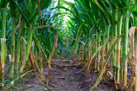 Green vegetables field