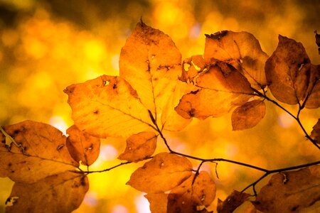 Golden fall leaves autumn