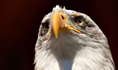 Raptor bird of prey bill photo