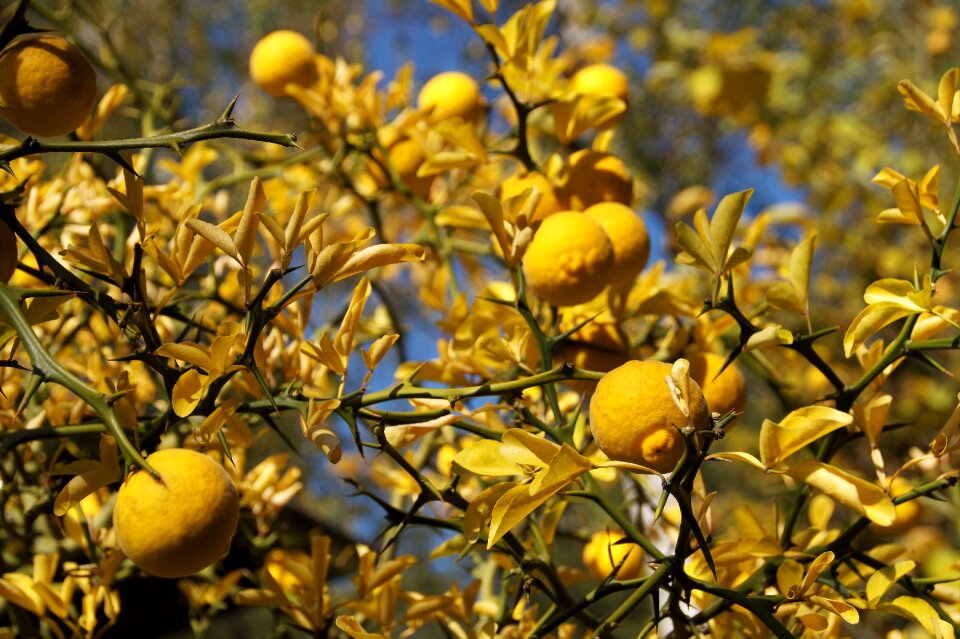 Autumn colored foliage