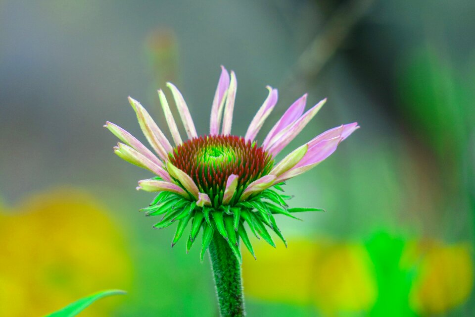Flower pink natural