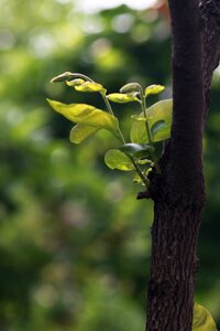 Plants outdoors spring