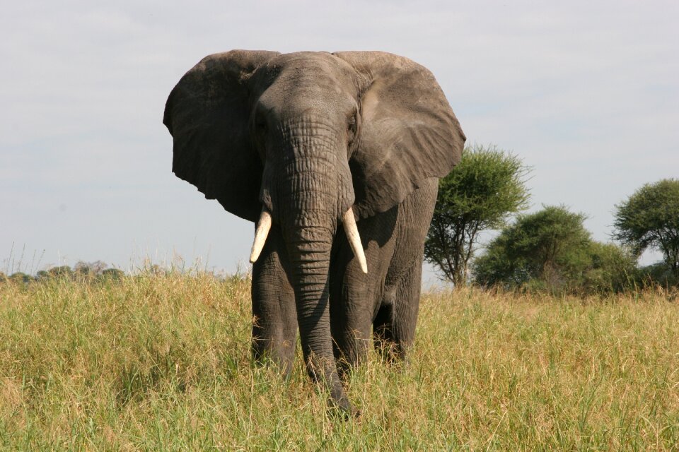 Tarangire nature wild