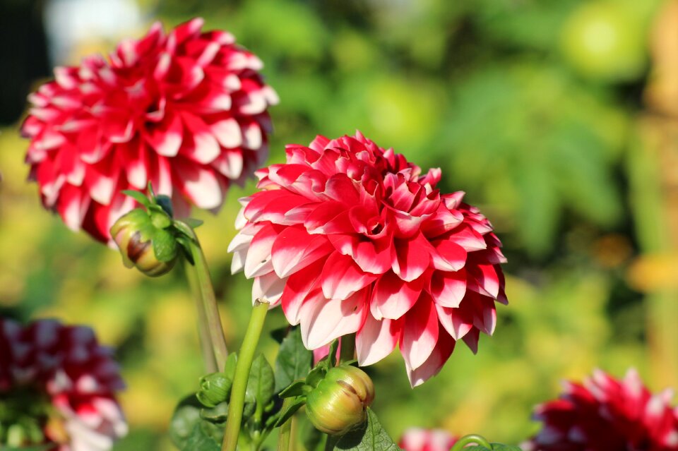 Flowering summer beauty