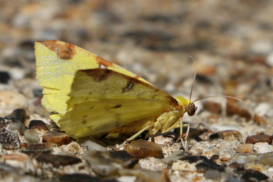 Insect wing butterflies