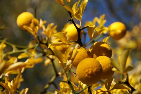 Yellow autumn colored