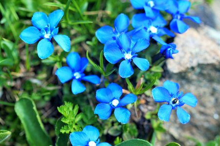 Nature flower blue photo