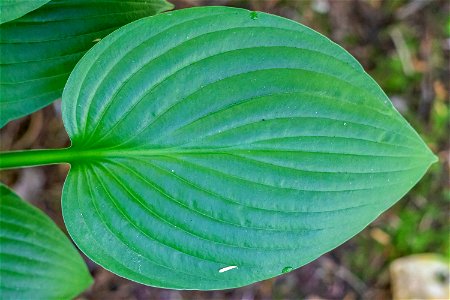 Nature Leaves