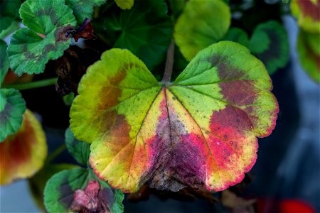Nature Leaves
