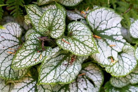 Nature Leaves