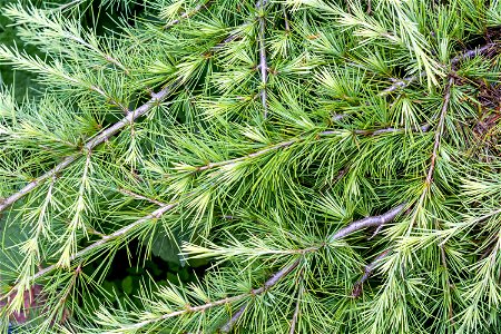 Nature Leaves