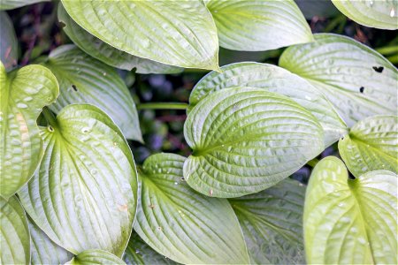 Nature Leaves