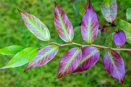 Nature Leaves