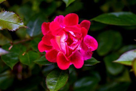 Nature Flowers