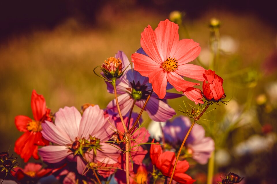 Nature plant ornamental plant