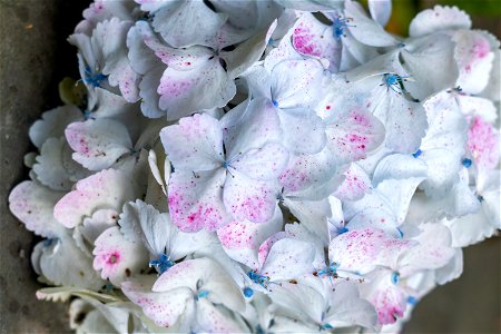 Nature Flowers